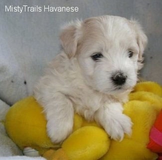 A white Havanese puppy is laying on top of a yellow plush duck toy.