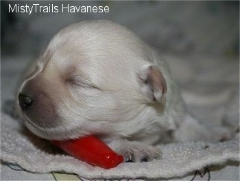 Close Up - A white Havanese puppy with a red Sharpie marker lid under its chin. It is very young, it can't open its eyes