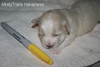 A white Havanese puppy is laying on a towel and there is a yellow Sharpie marker in front of it.