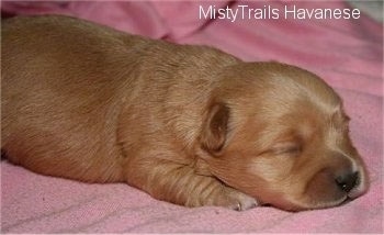 A tan Havanese puppy is laying on top of a pink blanket