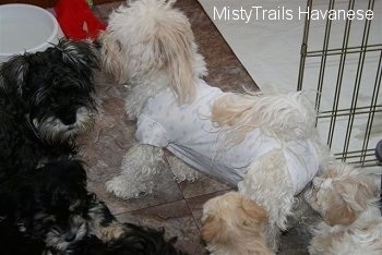 A white Havanese is wearing a dog onesie. A black Havanese is standing next to it and looking at a litter of Havanese puppies