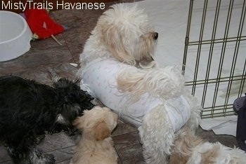 Two Havanese puppies are inspecting the Onesie on the white Havanese. The black Havanese is inspecting the onesie