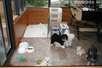 Three Havanese are standing in a pen around a litter of Havanese puppies. 