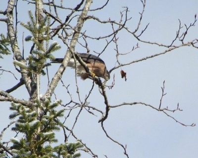 Sharp-shinned Hawk looking down from the tree