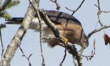Sharp-shinned Hawk perched in a tree