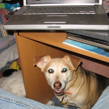 A tan Corgi/Beagle mix is sitting under a computer desk and it is looking up at the person in front of it. There is a Macbook pro on top of the desk.