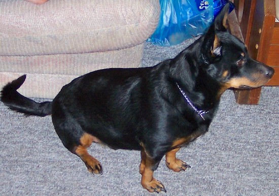 Right Profile looking down at the dog - A perk-eared, short-legged, black with tan Rottweiler/Welsh Pembroke Corgi mix is sitting in front of a couch that a person is on.