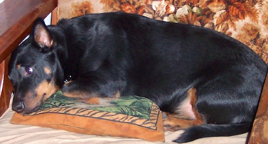 Side view - A perk-eared, short-legged, black with tan Rottweiler/Welsh Pembroke Corgi is laying in a wooden arm chair that has a brown floral print cushion.