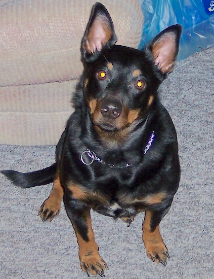 View from the top looking down - A perk-eared, short-legged, black with tan Rottweiler/Welsh Pembroke Corgi mix is sitting on a gray carpet in front of a tan couch. The dog is looking up and its head is tilted to the right.