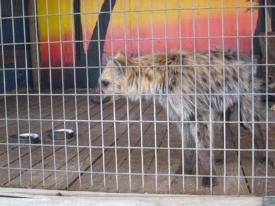 The front left side of a Hyena that is standing  behind a fence on a wooden platform, inside of a cage.