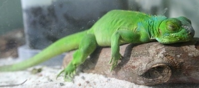 Close up side view - A bright green Iguana is laying across a log sleeping.