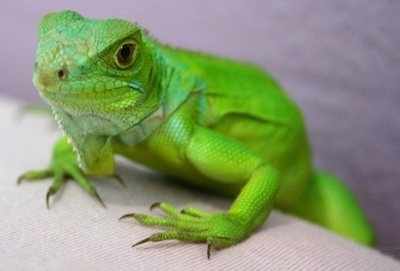 Close up front side view - A bright green Iguana is standing on a pillow looking up.