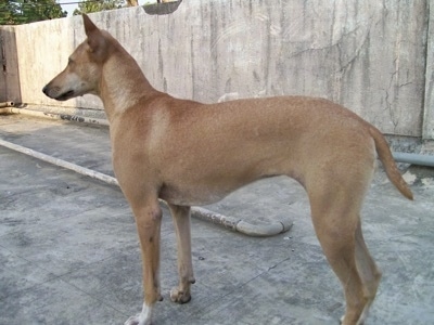 The left side of a tall, perk-eared, short-haired, tan with white Pariah Dog that is standing on a concrete roof looking to the left. The dog's tail is being held low.