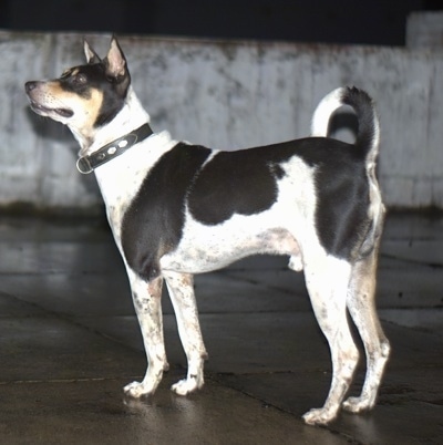The left side of a perk-eared, white with black and tan Pariah dog standing on a roof looking up and to the left. The dog's tail is up and curled over its back.