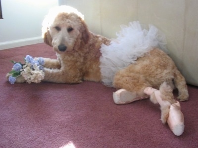A tan Irish Doodle dog is wearing a tutu and ballerina shoes. There are flowers in its front paws