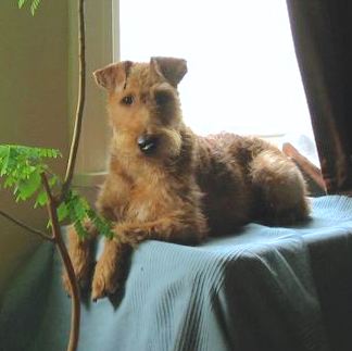 An Irish Terrier is laying on a table that is covered with a green blanket in front of a window