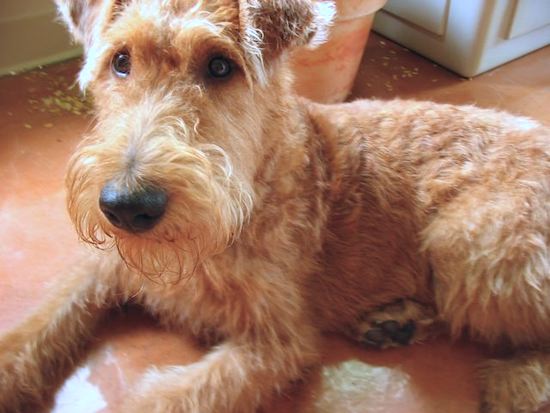 Close Up - An Irish Terrier is laying on the floor with a potted plant behind it.