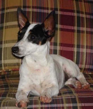 A white with black and tan Jack-Rat Terrier is laying on a plaid couch and looking to the left