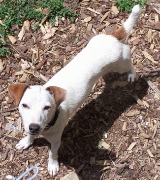 View from above - A white with tan Jack-Rat Terrier is standing on wood chips and looking up