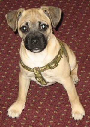 A Jug puppy is wearing a camo harness and it is sitting on a maroon rug that has orange dots on it