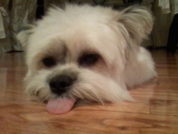 Close up head shot - A white with grey Kimola is laying down on a hardwood floor with its tongue hanging on the floor.