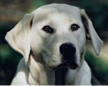 Close up head shot - the head of a yellow Labrador Retriever that is outside.