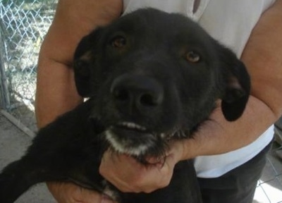 Close Up - A black with white Lab'Aire is in the arms of a lady. Its bottom teeth are showing against its black coat. Its chin is gray.