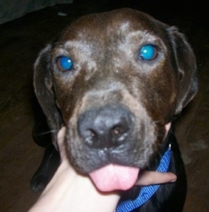 Close Up - A brown Labbe dog is is wearing a blue collar sitting in front of a person rubbing under its chin. The Labbes tongue is out and its eyes are glowing teal-blue.