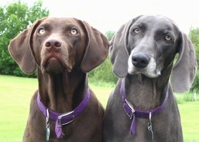 Close up upper body shots - A chocolate and a graying black Labmaraner are sitting in a field and looking up.
