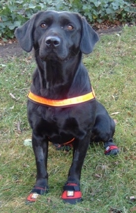 A black Labradinger is sitting in grass wearing an orange reflective harness and four dog shoes