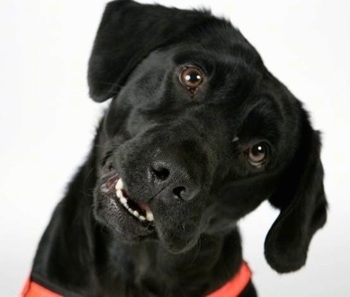 Close Up front view head shot - The face of a black Labradinger dog wearing a bright orange harness with its head tilted to the right. Its mouth is open.