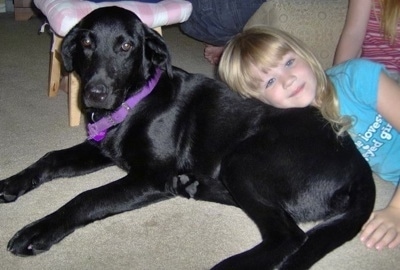 A black Labrador Retriever dog is laying on a tan carpet with a small blonde haired girl in a teal-blue shirt leaning on its back. There is a wooden stool with a pink and white cushion behind them and a second kid in a pink and red striped shirt behind them.