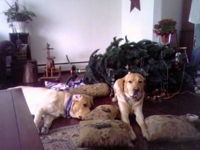 Wilbur and Parker the Yellow Labs are laying in front of a knocked down Christmas tree with pillows around them