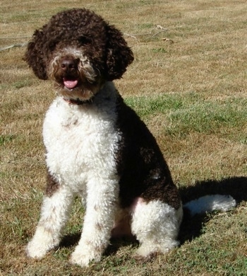A curly brown and white Lagotto Romagnolo is sitting in grass and looking forward. Its mouth is open and tongue is out.