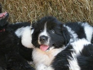 A black and white Landseer puppyis sitting in front of a hay bale with the rest of the litter surrounding it.