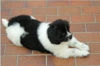 View from the top looking down side-ways - A small black and white Landseer puppy is laying on a brick floor.