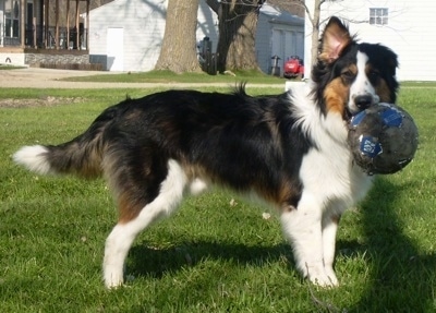 Right Profile - A black with white and brown Collie/Labrador/German Shepherd/Pit Bull/Rottweiler mix is standing in grass in a backyard and it has a soccer ball in its mouth. One of its ear is flopped over.