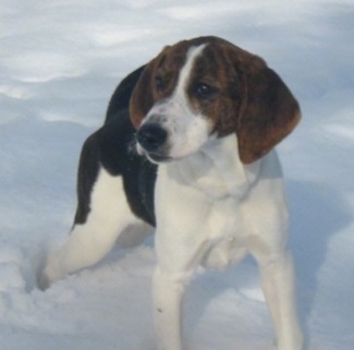 Front side view - A drop-eared, tricolor black and white with tan Walking Coonhound/Plott Hound mix is standing in snow looking to the left.