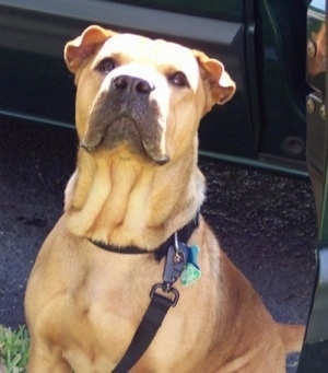 Upper body shot view from the front of a dog looking up - A rose-eared, tan Shar-Pei/Pit Bull mix is sitting in grass, in front of a vehicle. The dog has small ears and a lot of extra skin.