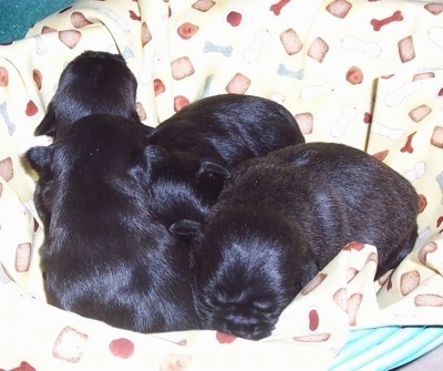 A litter of black with white Malti-Pug puppies are sleeping with each other in a basket lined with a yellow blanket that has dog bone prints on it.