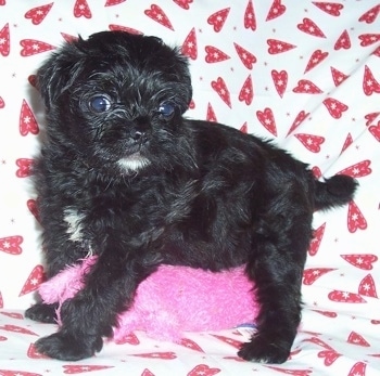 A black with white Malti-Pug puppy is standing on top of a hot-pink plush bear looking to the left on top of a white blanket that has red hearts on it.