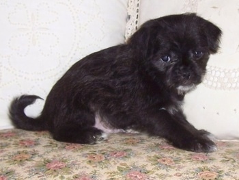 A black with white Malti-Pug puppy is sitting on a floral print couch. Its body is pointing towards the right and its head is turned to the left of its body.