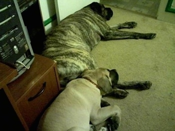A large grey with black brindle American Mastiff is sleeping in front of a door and a tan with black English Mastiff puppy is laying on its back legs on a tan carpet inside of a house.