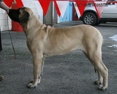 how big should a 6 month old english mastiff be