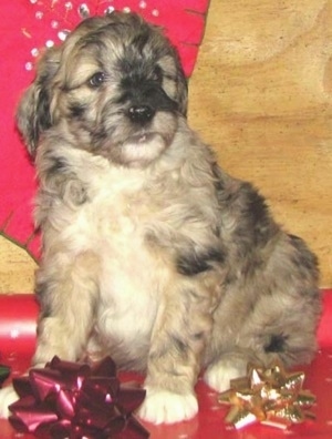 A tan and white with black Aussiedoodle Puppy is sitting on christmas wrapping paper with ribbons on them. There is a wooden surface behind.