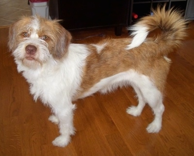 Left Profile - A scuffy looking, tan with white Beagle/Saint Bernard/Bassett Hound/Shih-Tzu mix breed dog is standing on a hardwood floor and looking to the right of its body. Its tail is up and curled over its back.