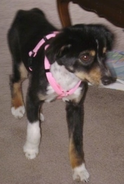 A short-haired, black with white and tan Miniature Australian Shepherd is wearing a pink harness walking across a room. There is a coffee table next to it.