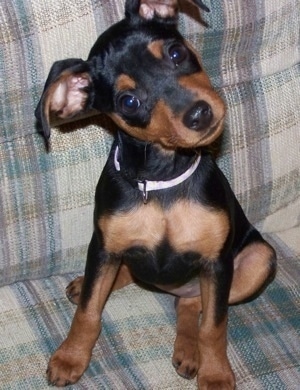 View from the front - A black and tan Miniature Pinscher puppy is sitting on a light colored tan and blue plaid couch with its head tilted to the left.