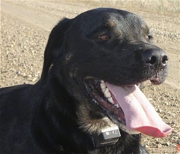 Close up head and upper body shot - A panting black with tan Rottweiler mix breed dog is laying in dirt and sand looking to the right with its mouth open and tongue out.