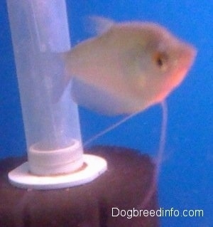 A moonlight gourami is swimming in front of a tube inside of a tank